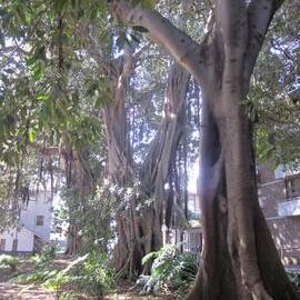 Fig Trees and White House