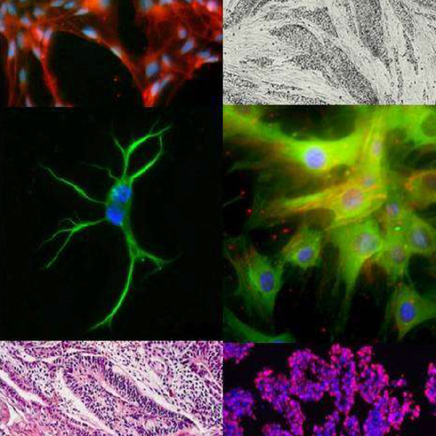 Stem Cell Laboratory Annual Reports