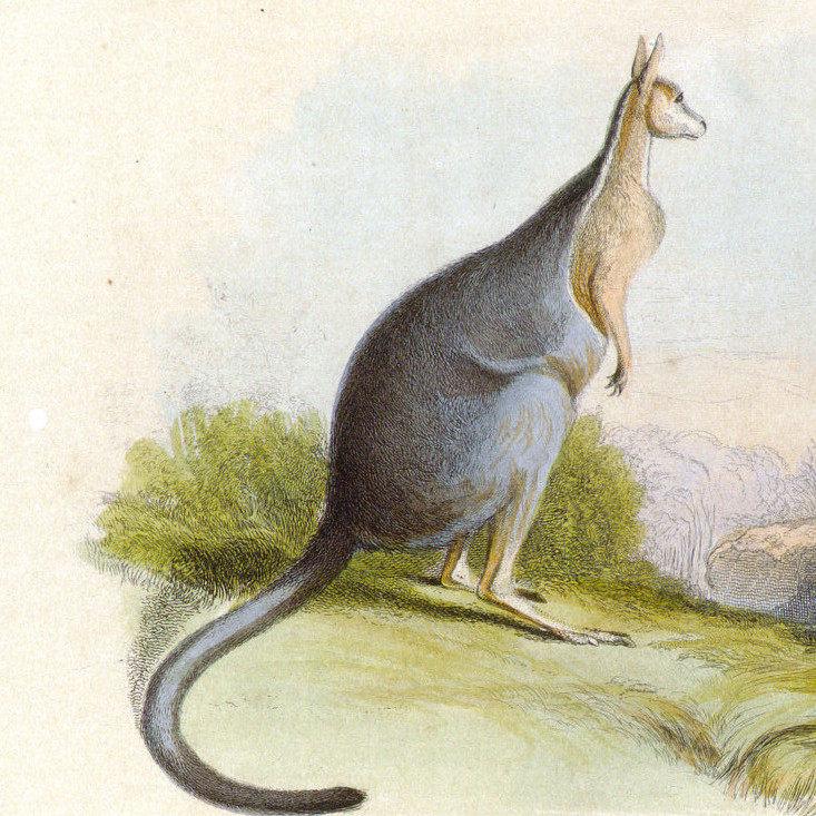  A natural history of the Mammalia Vol. I