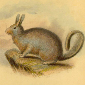  A natural history of the Mammalia Vol. II