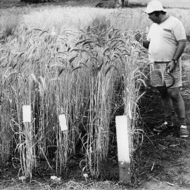 Faculty of Biological Sciences - Dr Norman Darvey inspecting Triticale lines