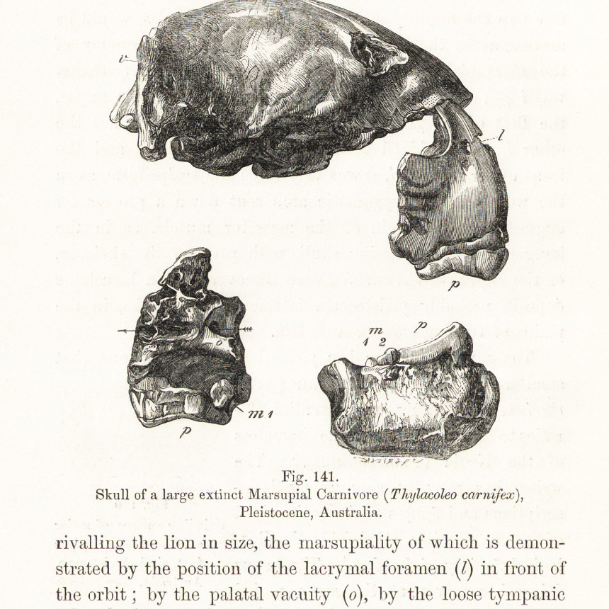 Palaeontology : or, A systematic summary of extinct animals and their geological relations