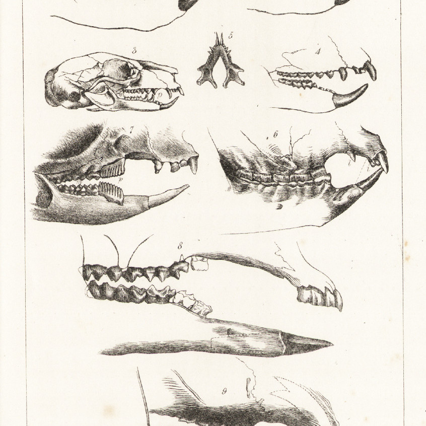 Odontography; or, A treatise on the comparative anatomy of the teeth; their physiological relations, mode of development, and microscopic structure, in the vertebrate animals Vol. II : Atlas