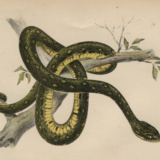 A popular account of Australian snakes