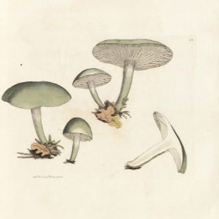 Coloured figures of English fungi or mushrooms Vol. I
