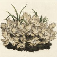 Coloured figures of English fungi or mushrooms Vol. II