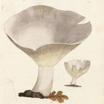 Coloured figures of English fungi or mushrooms Vol. III