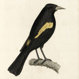 The Zoological journal VI