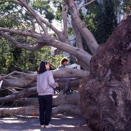 Architecture Students Sketching Uprooted Fig Tree